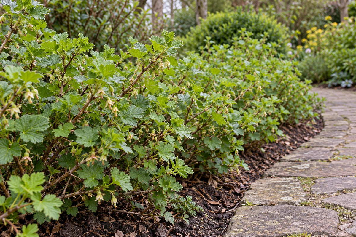 Bio-Stachelbeerpflanze im Garten gepflanzt