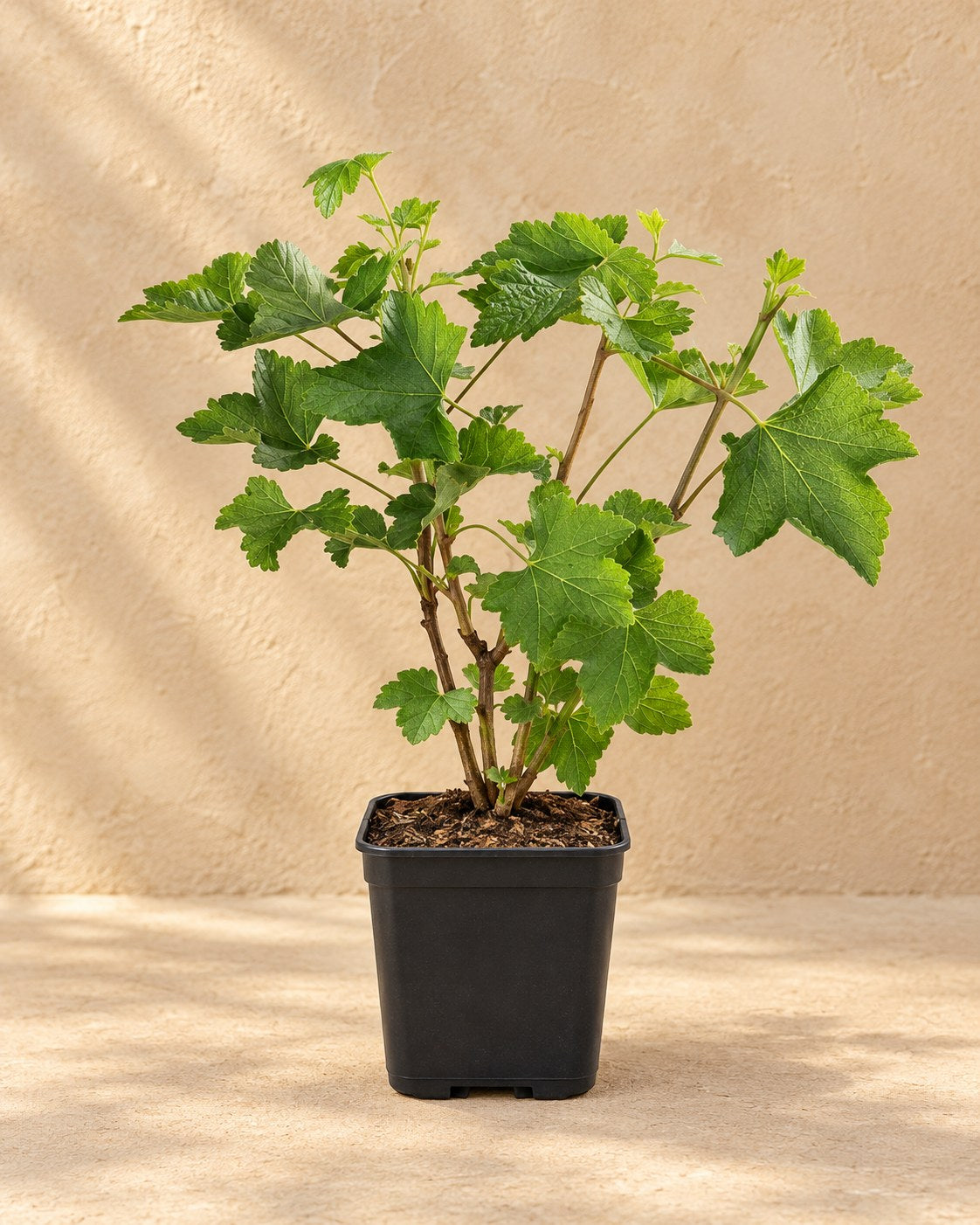 Biologische kruisbessenplant in kweekpot