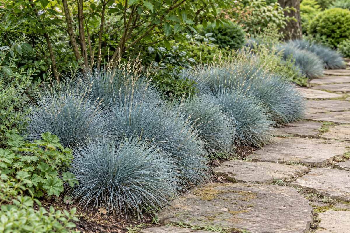 Blåsvingel 'Elijah Blue' plantet i haven