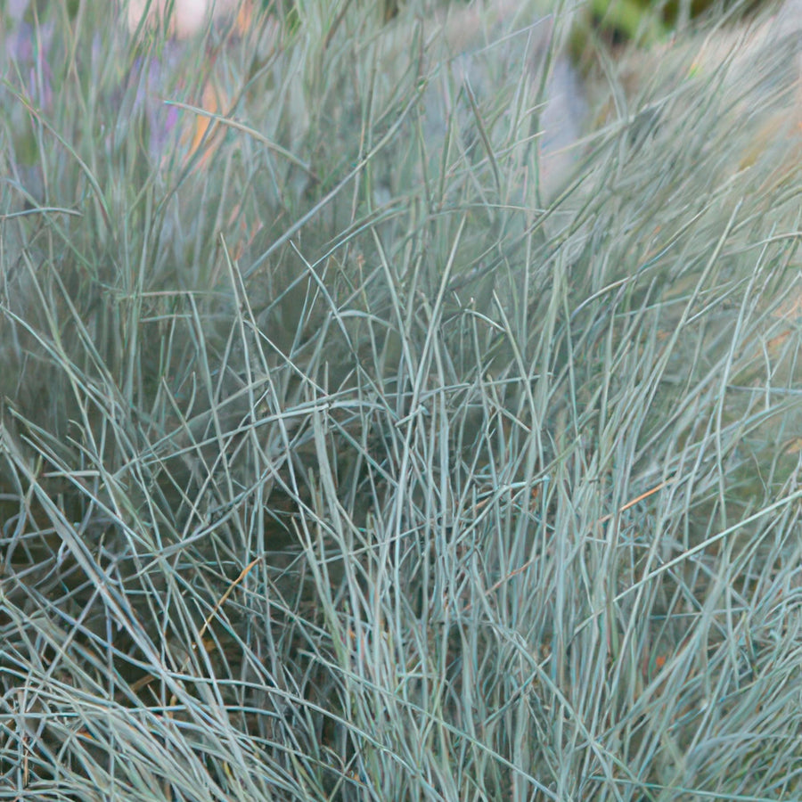 Blåsvingel 'Elijah Blue' (Festuca glauca)