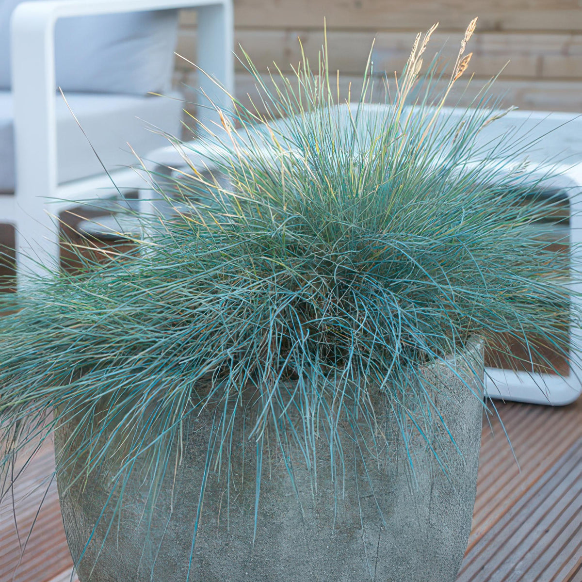 Blåsvingel 'Elijah Blue' i haven