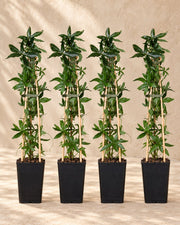 Passiflore bleue , 4 plantes de 65 cm