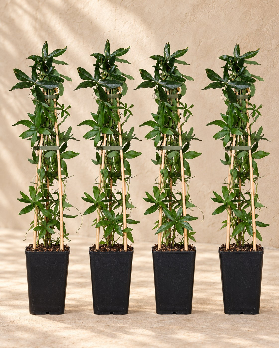 Passiflore bleue , 4 plantes de 65 cm