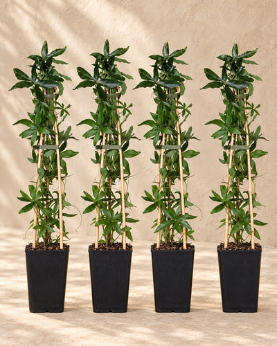 Passiflore bleue , 4 plantes de 65 cm