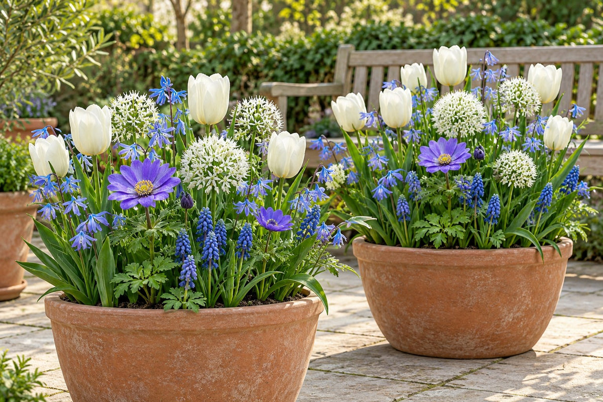 Bloem Blauwe tuin mix in bloei in potten op een terras