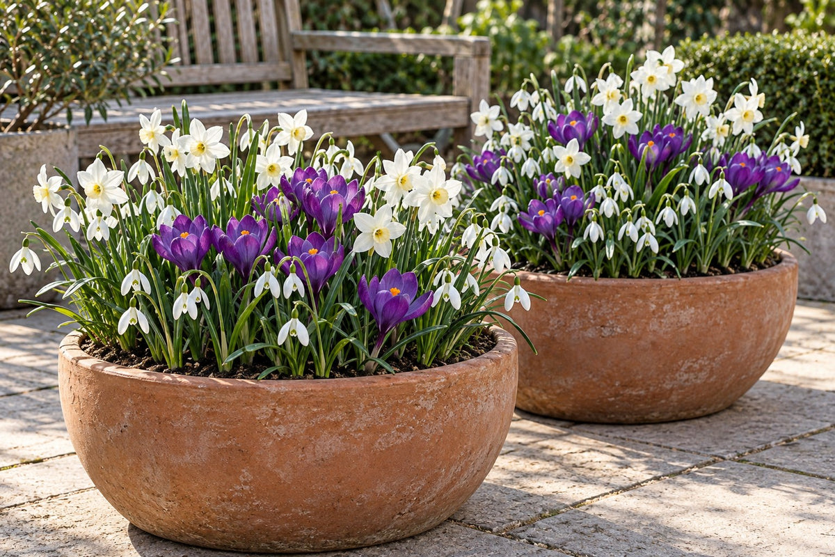 Bloem Schaduwtuin mix in bloei in potten op een terras