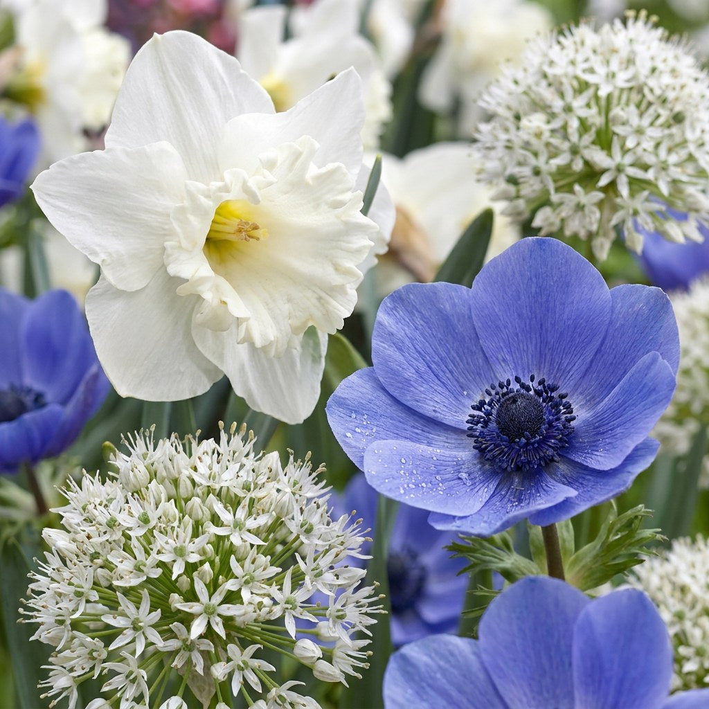 Bloem Sunny Garden mix in bloei