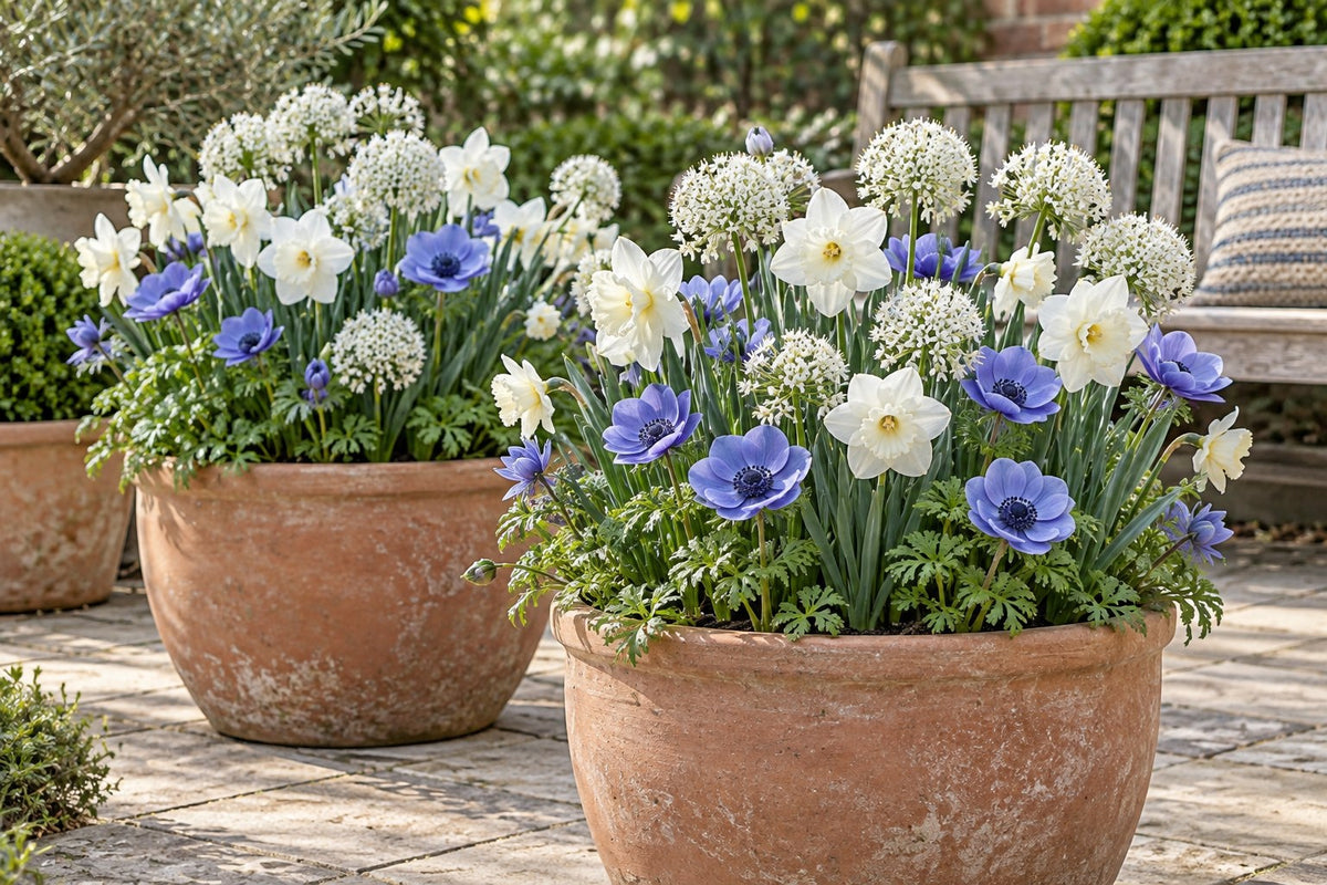 Bloem Sunny Garden mix in bloei in potten op een terras