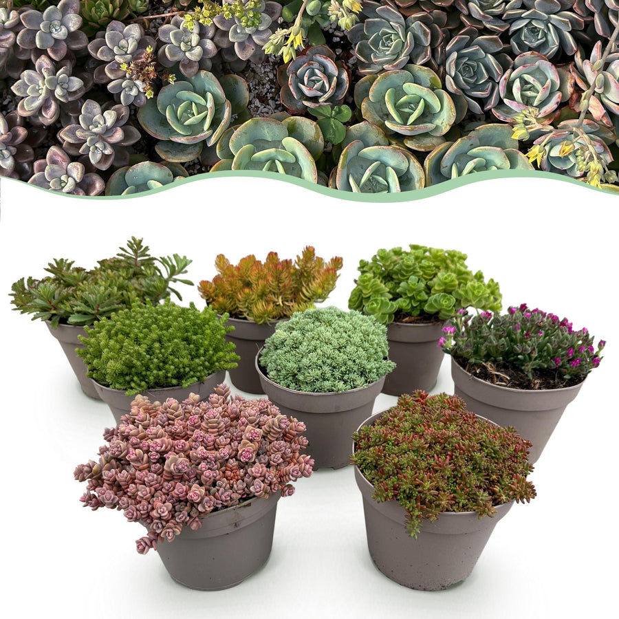 Bodembedekkers alpine mix (8 vaste planten), 17 cm hoog, pot ø14 cm