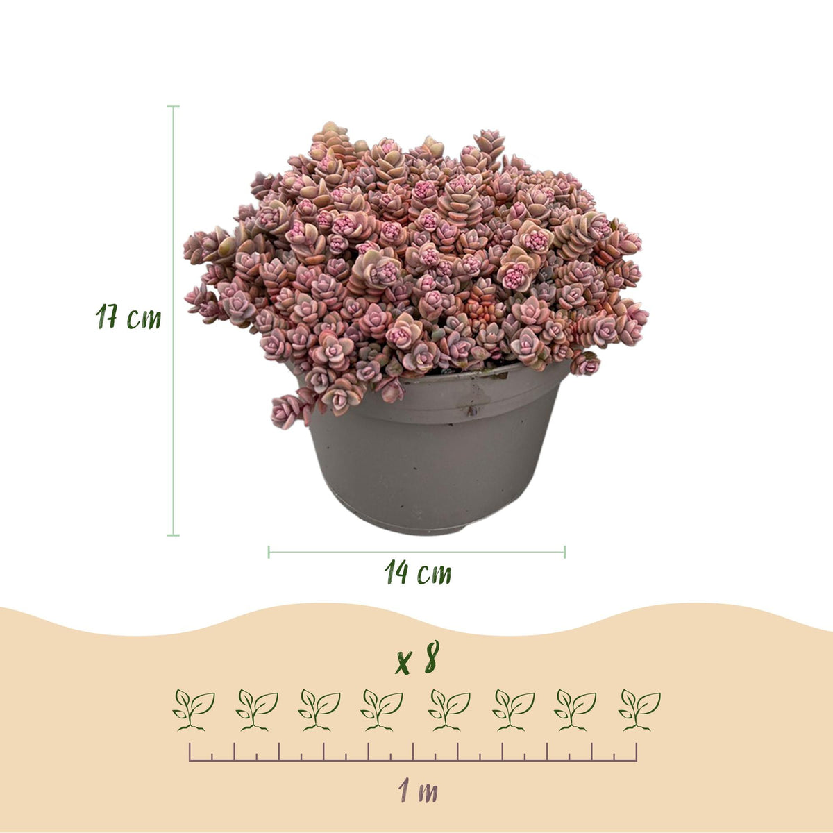 Bodembedekkers alpine mix (8 vaste planten), 17 cm