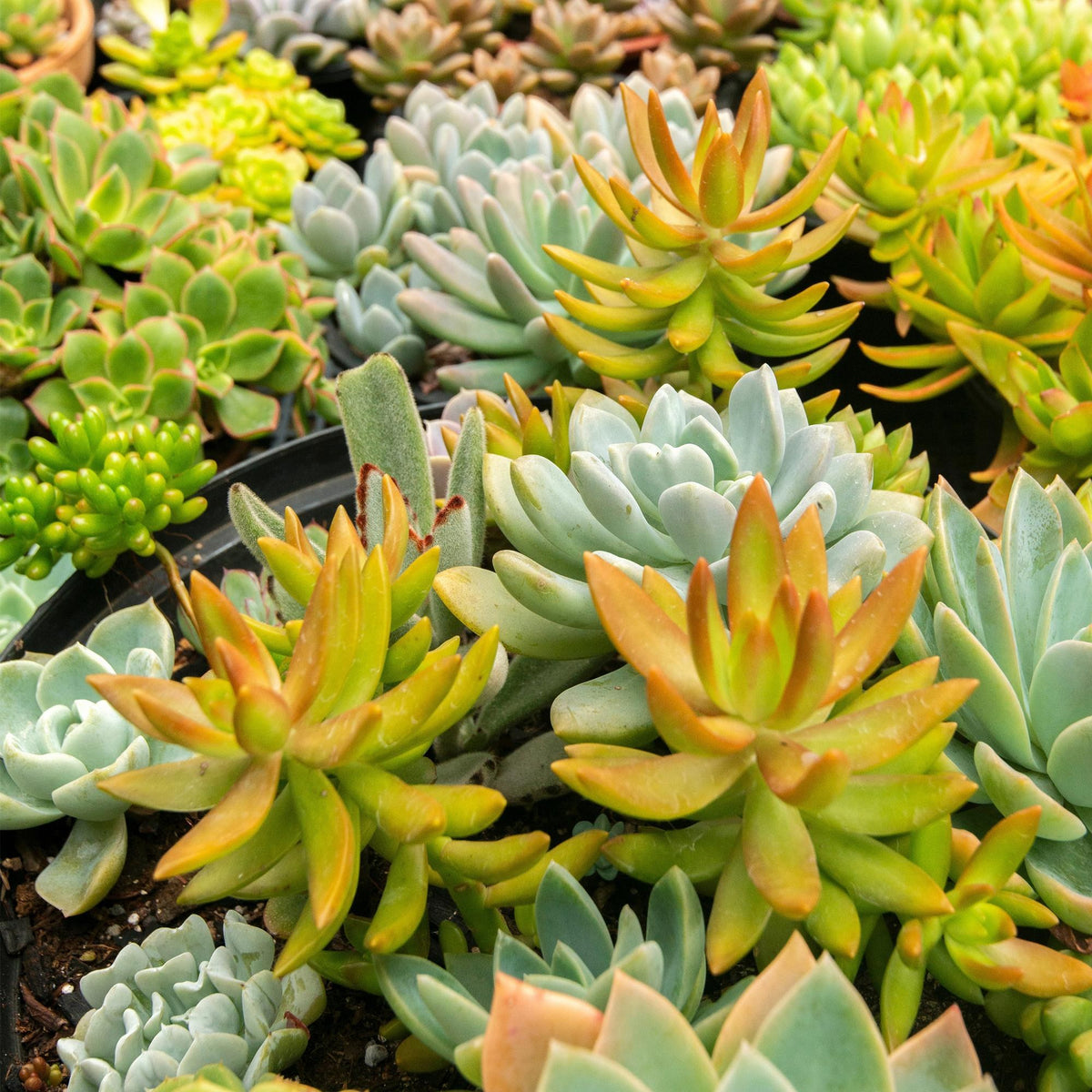 Bodembedekkers alpine mix (8 vaste planten), 17 cm