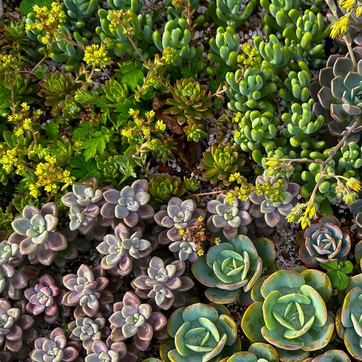 Bodembedekkers alpine mix (8 vaste planten), 17 cm