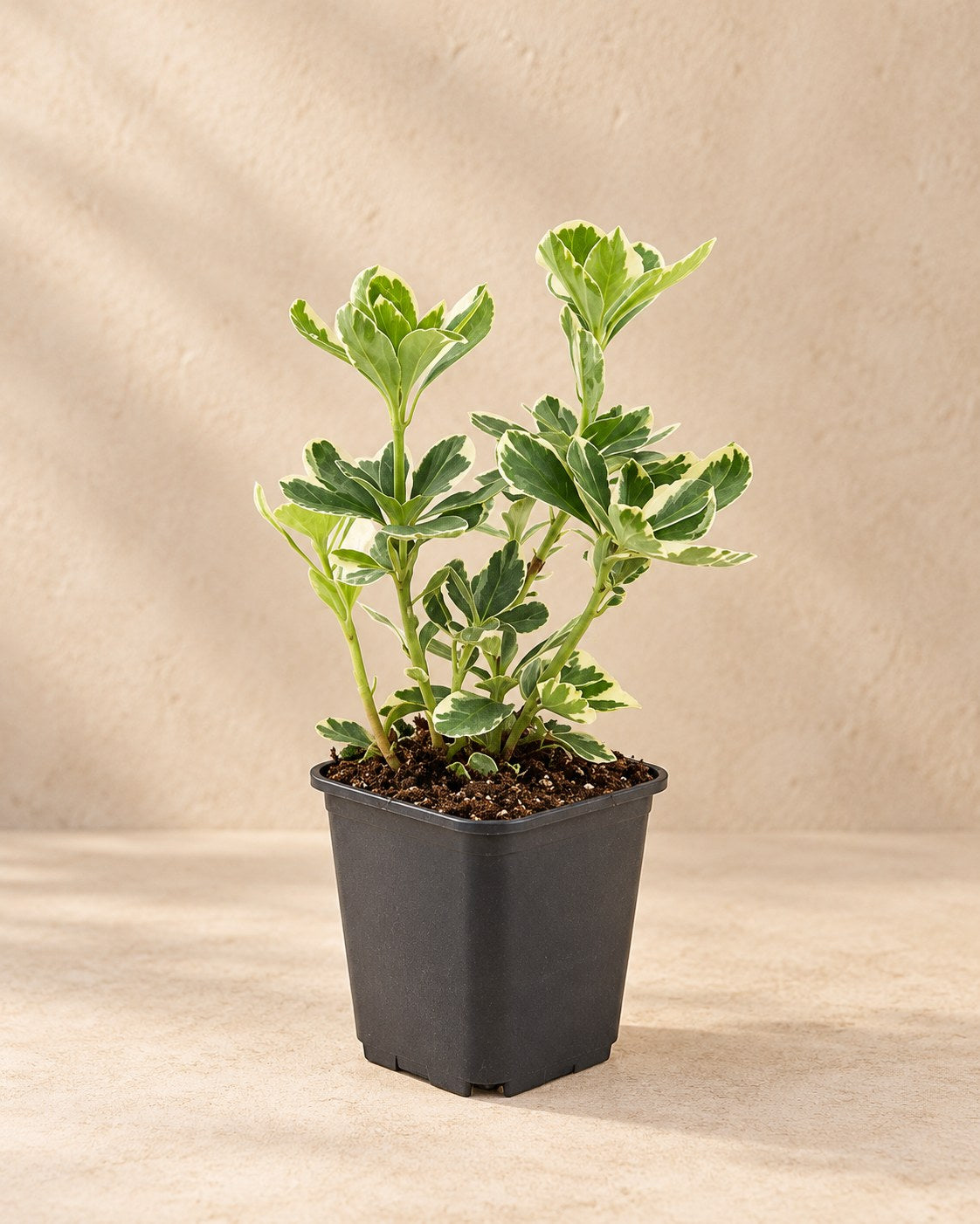 Bont schaduwkruid 'Variegata' in kweekpot