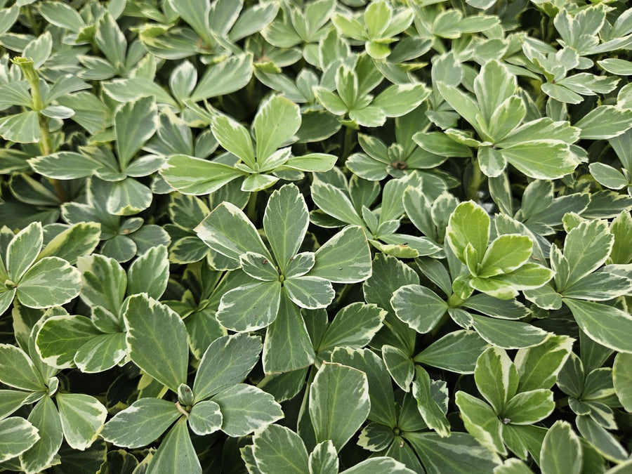 Dickmännchen 'Variegata' (Pachysandra terminalis)