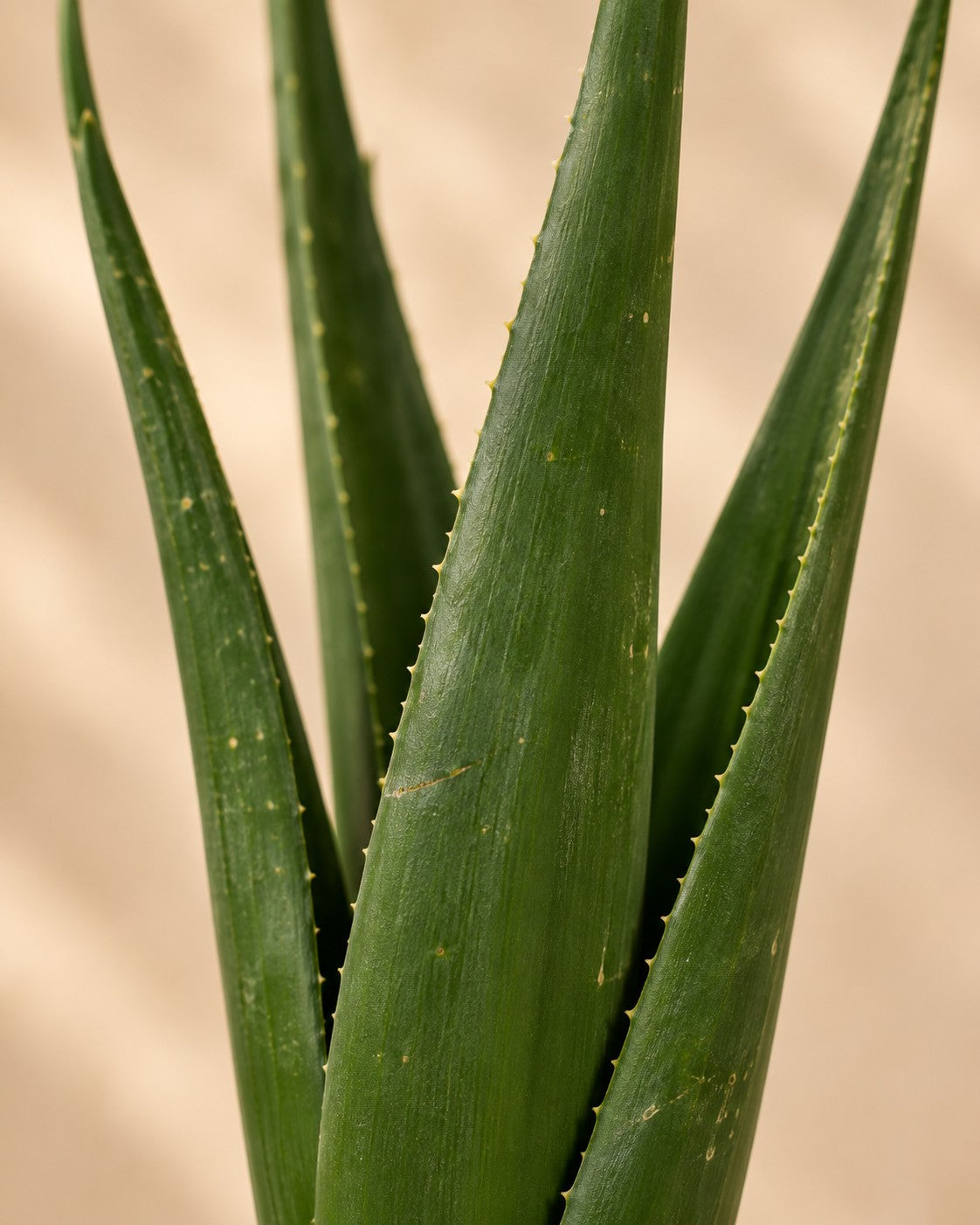 Close-up van het blad van de Boomaloë (Aloe barberae)