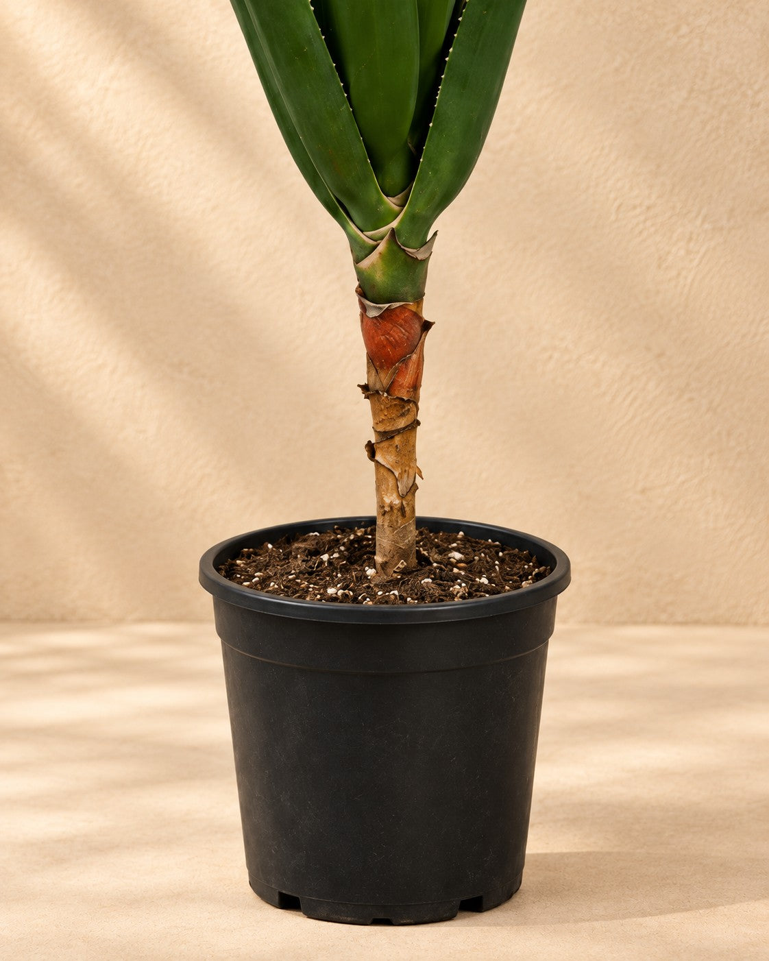 Parte inferior de Aloe arbóreo (Aloe barberae) con su maceta de cultivo