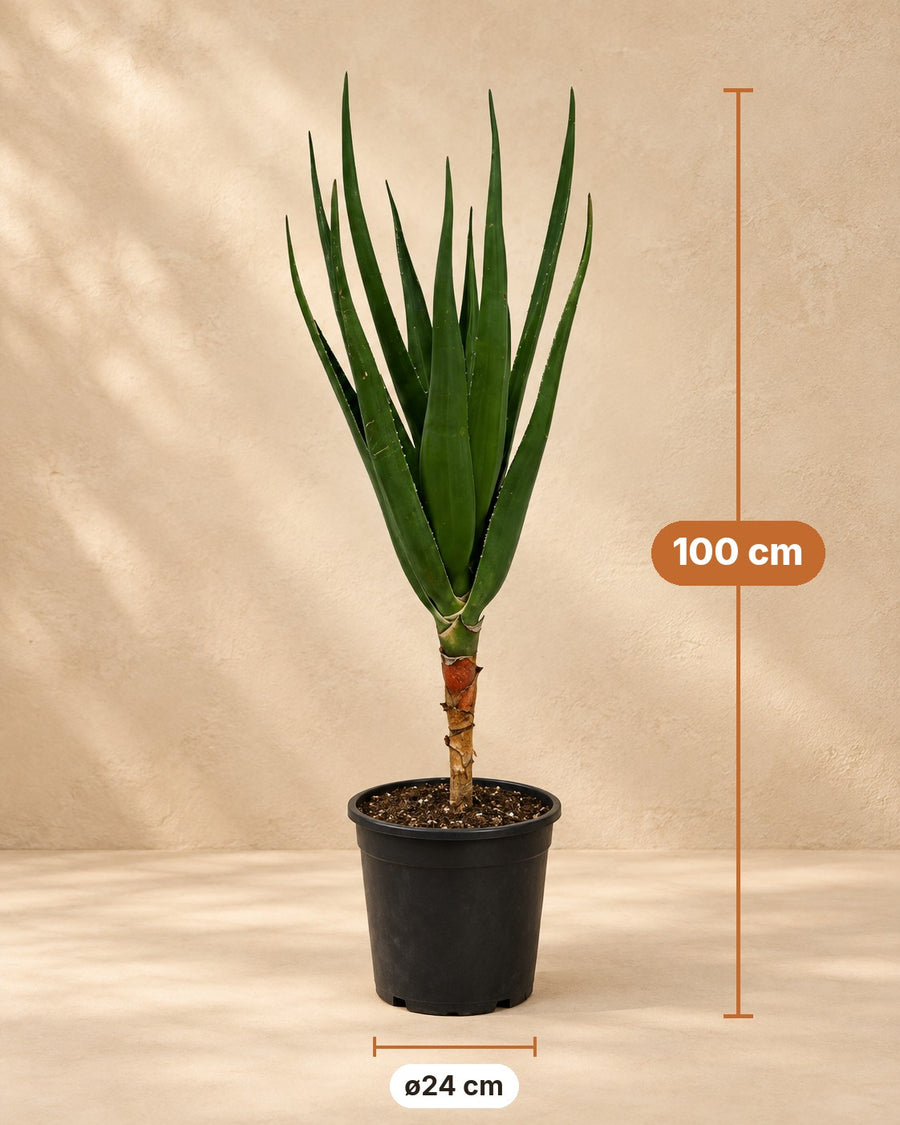 Aloe arbóreo (Aloe barberae) 100 cm de altura, maceta ø24 cm