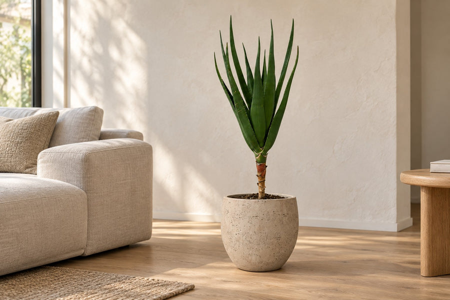 Aloe arbóreo (Aloe barberae) 100 cm de altura, maceta ø24 cm