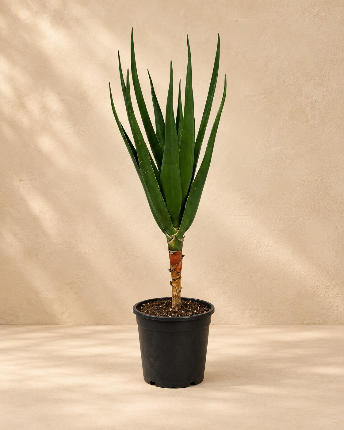 Boomaloë (Aloe barberae) van 100 cm hoog in kweekpot van 24 cm