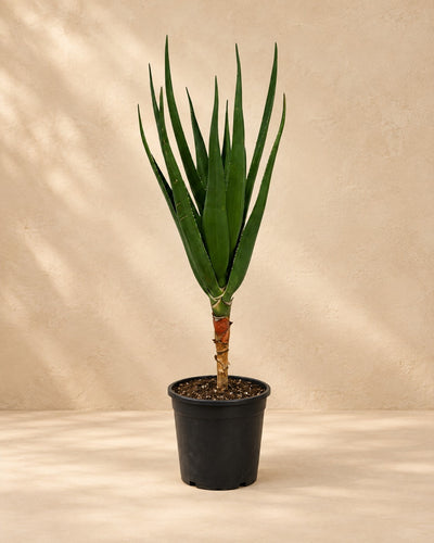 Aloe arbóreo (Aloe barberae), 100 cm de altura en maceta de cultivo de 24 cm