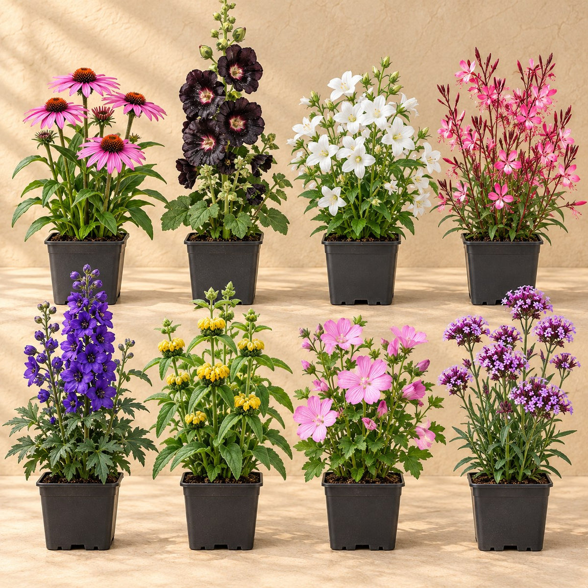 Bee & Butterfly Border Pack, 8 perennials for 1 m²