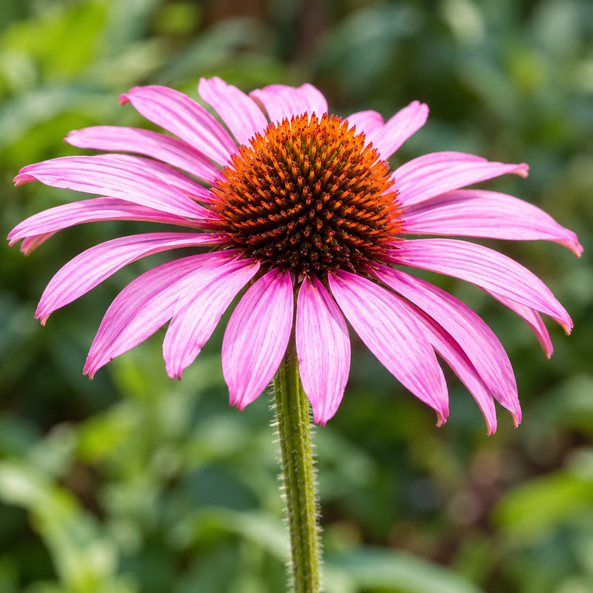 Bee & Butterfly Border Pack, 8 perennials for 1 m², close-up of the flowers