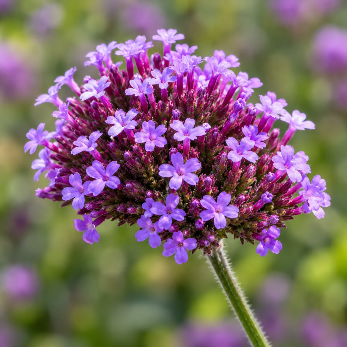 Bee & Butterfly Border Pack, 8 perennials for 1 m², close-up of the flowers