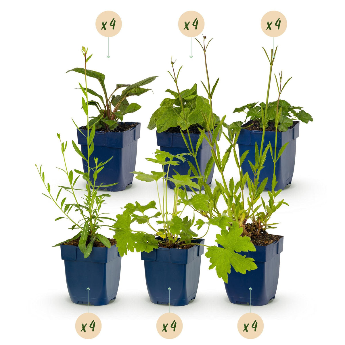 Borderpakket bijen en vlinders (24 vaste planten)