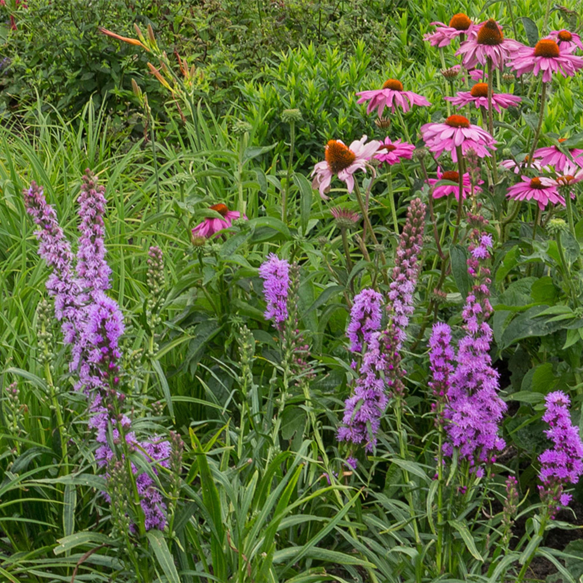 Borderpakket bijen en vlinders (24 vaste planten)