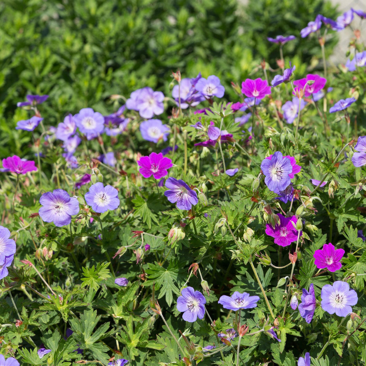 Borderpakket bodembedekkend (24 vaste planten)