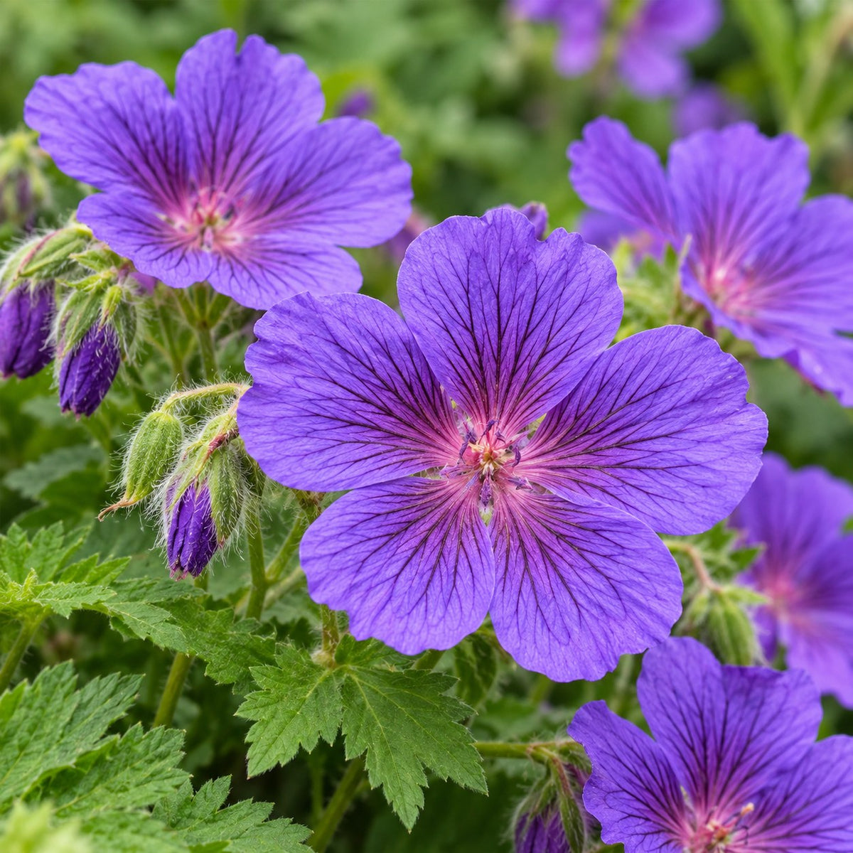 Borderpakket Bodembedekkend, 8 vaste planten voor 1 m², close-up van de bloei