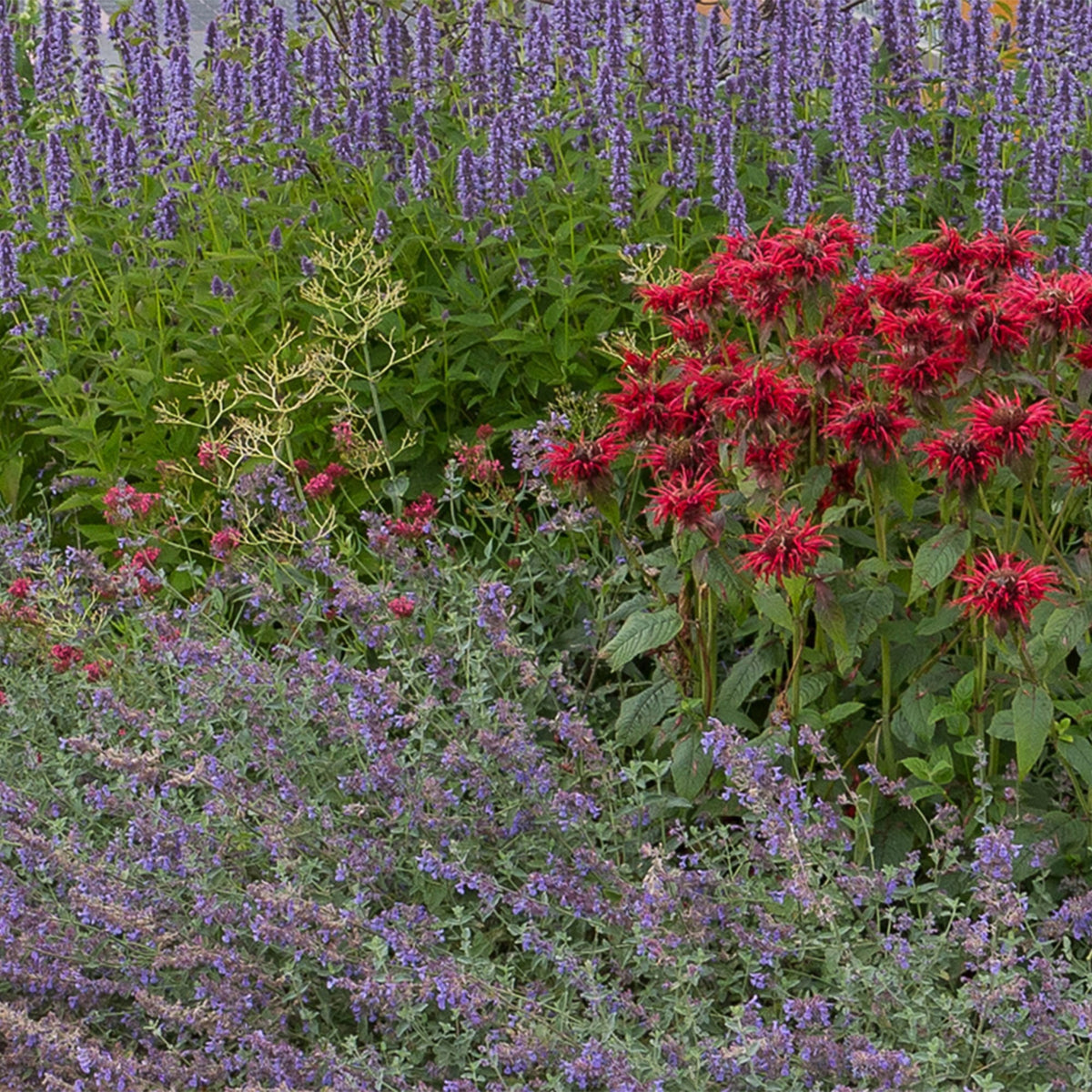 Fragrant border package
