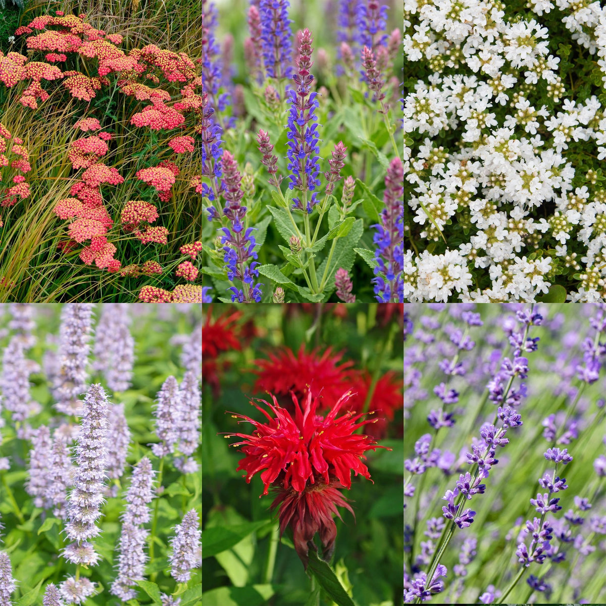 Fragrant border package