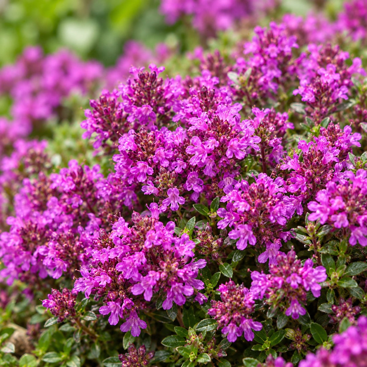 Rabattenpaket Duftend, 8 Stauden für 1 m², Nahaufnahme der Blüte
