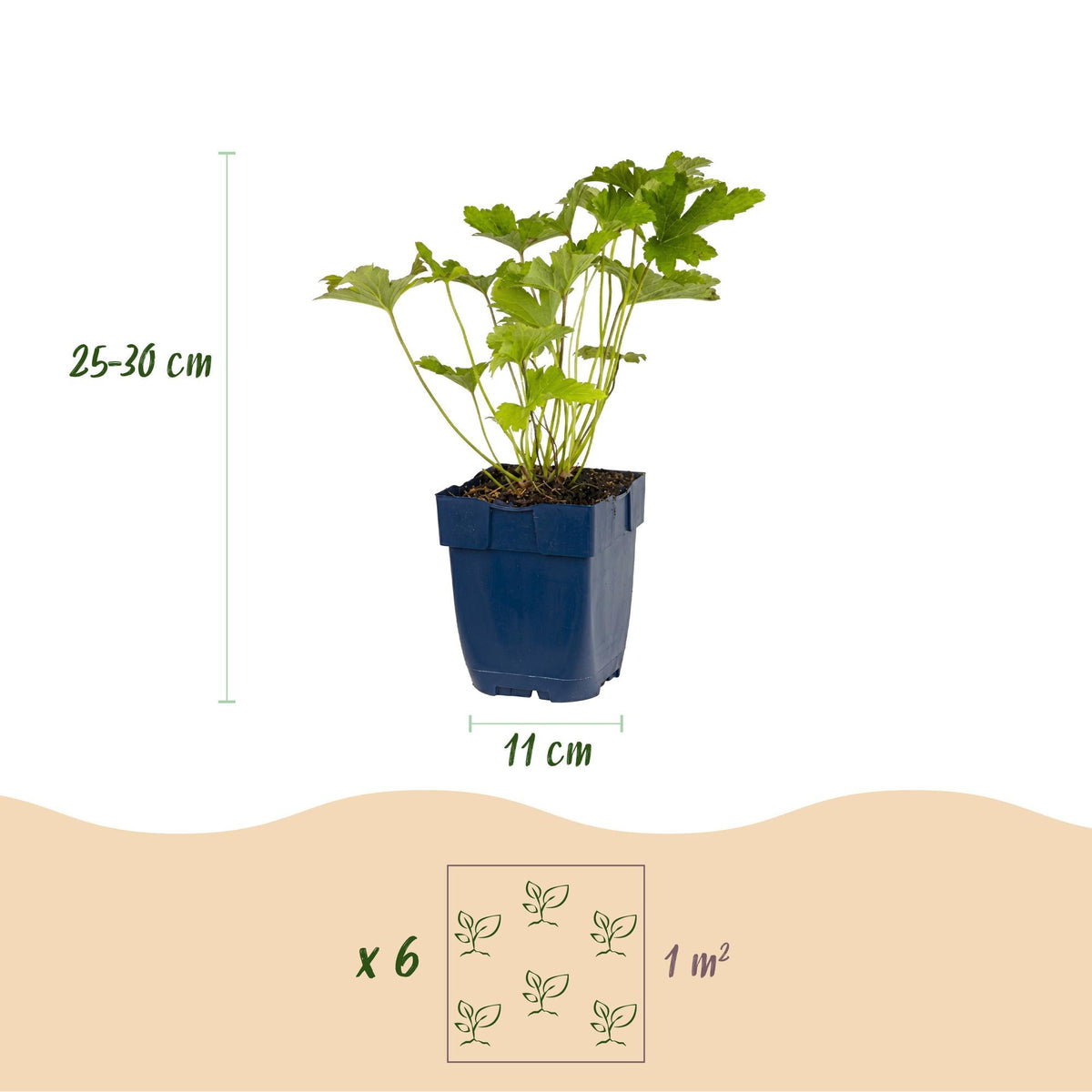 Borderpakket schaduw (24 vaste planten)