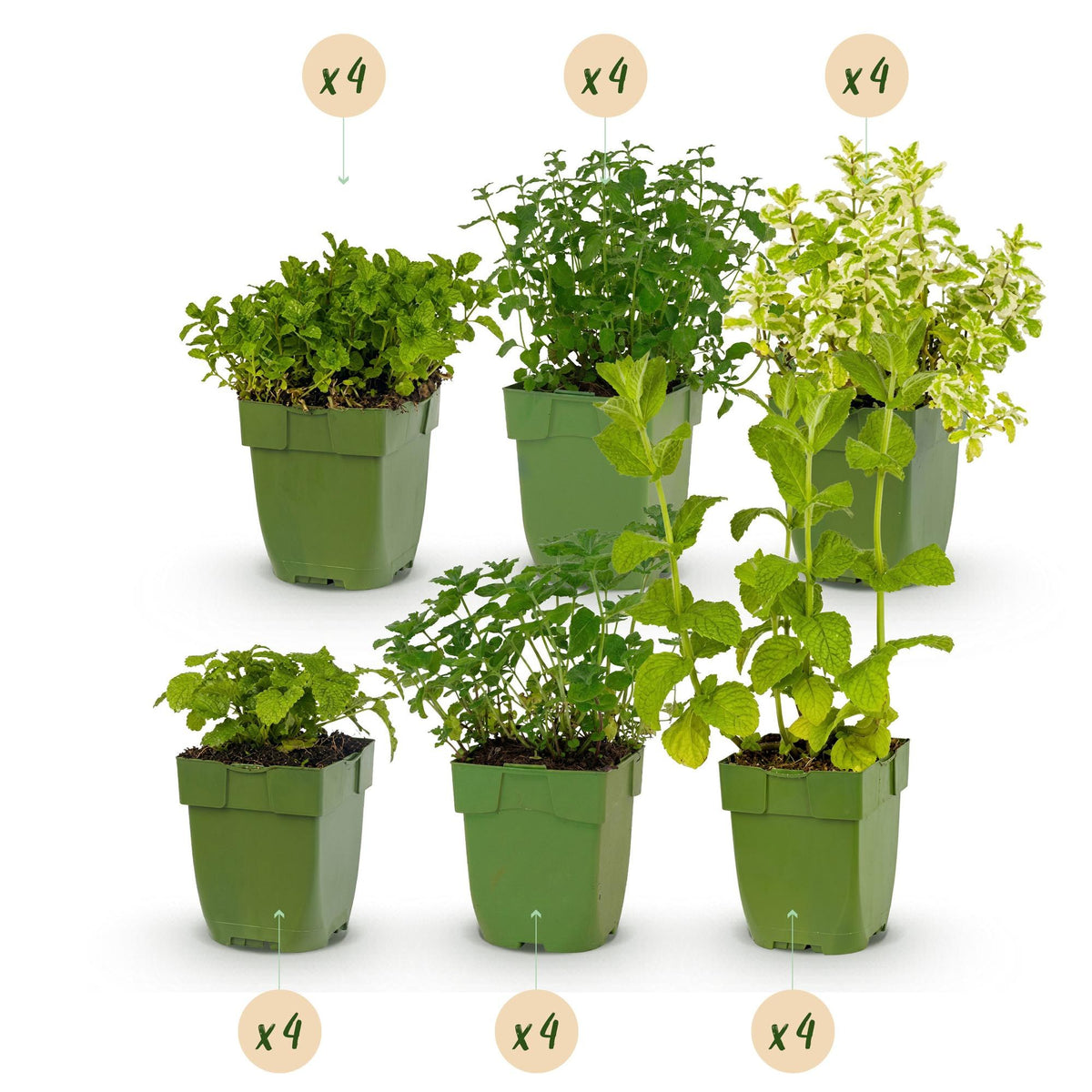 Border package tea herbs