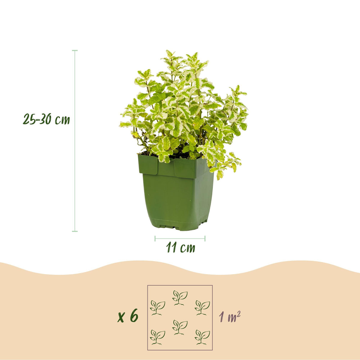 Border package tea herbs
