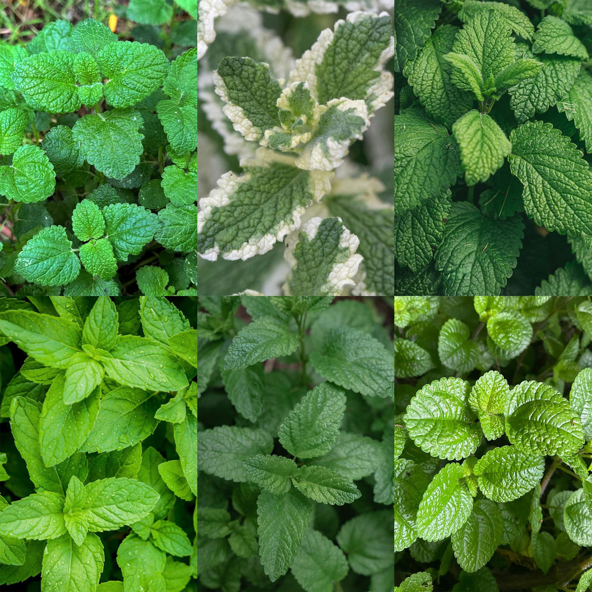 Border package tea herbs