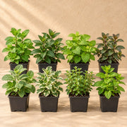 Tea Herb Border Collection, 8 perennials for 1 m²