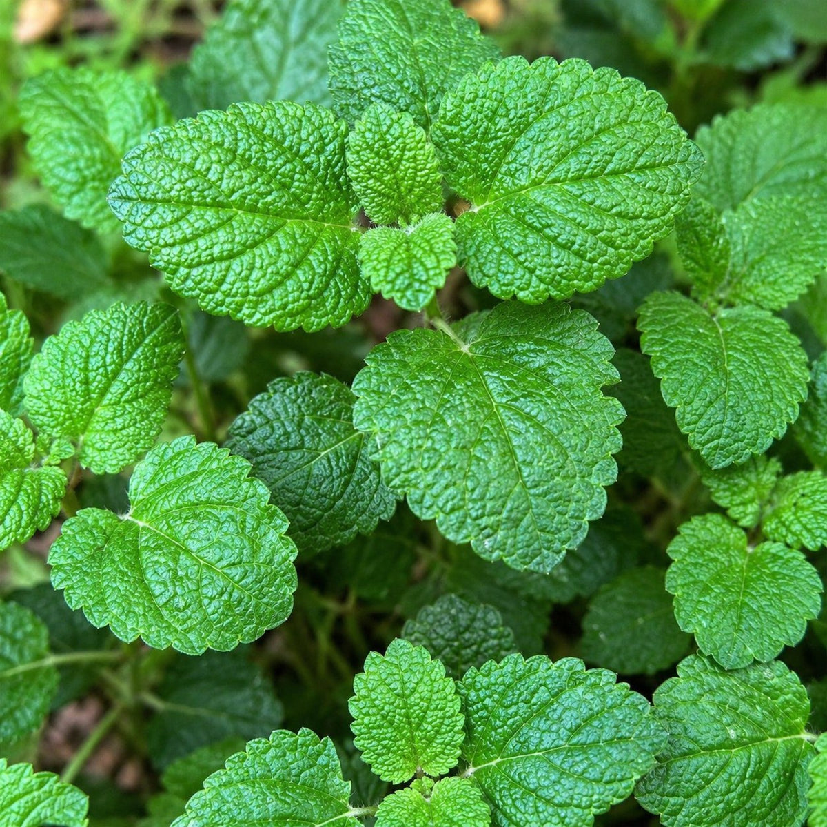 Tea Herb Border Collection, 8 perennials for 1 m², close-up of the flowers