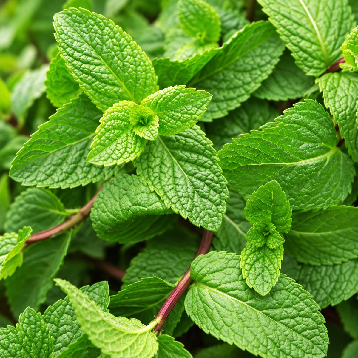 Tea Herb Border Collection, 8 perennials for 1 m², close-up of the flowers