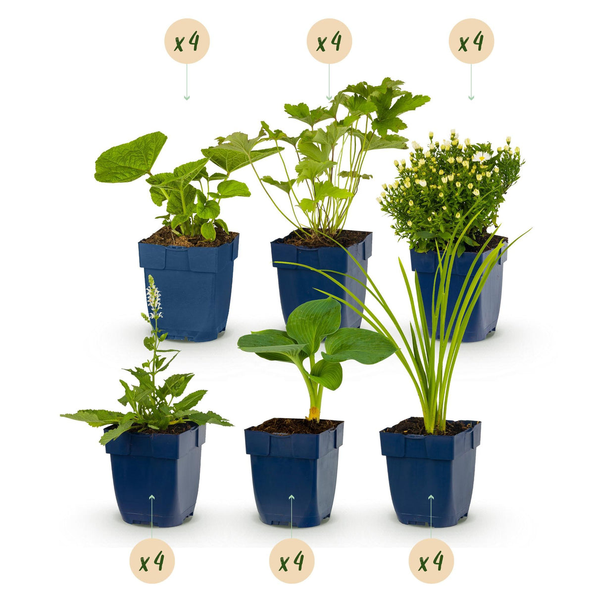 Borderpakket wit (24 vaste planten)