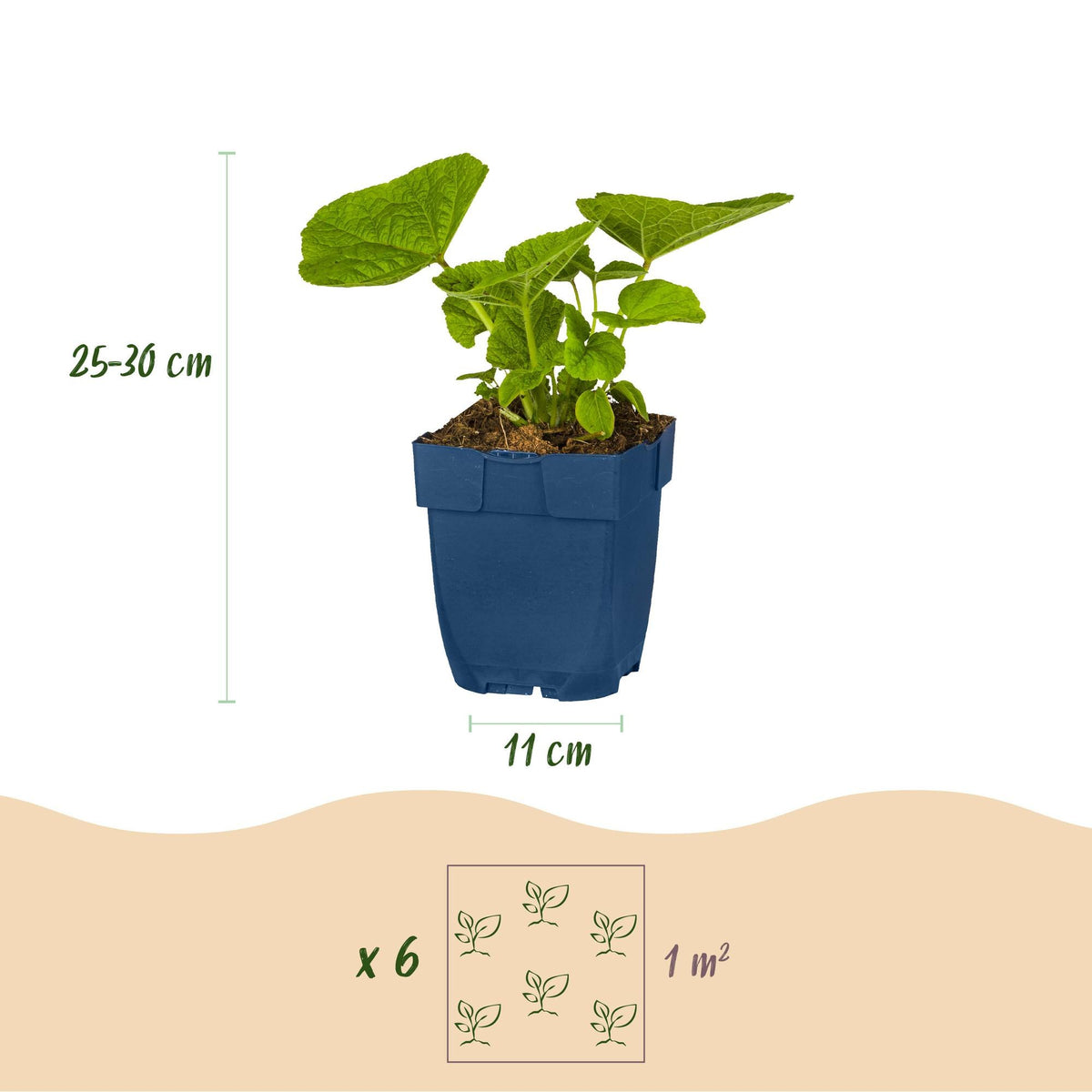 Borderpakket wit (24 vaste planten)