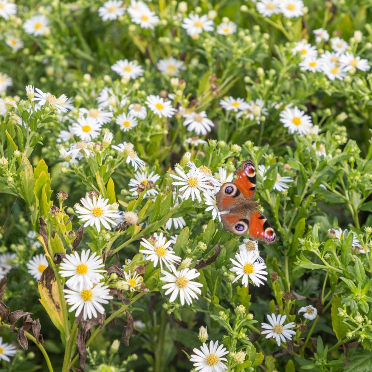 Borderpakket wit (24 vaste planten)