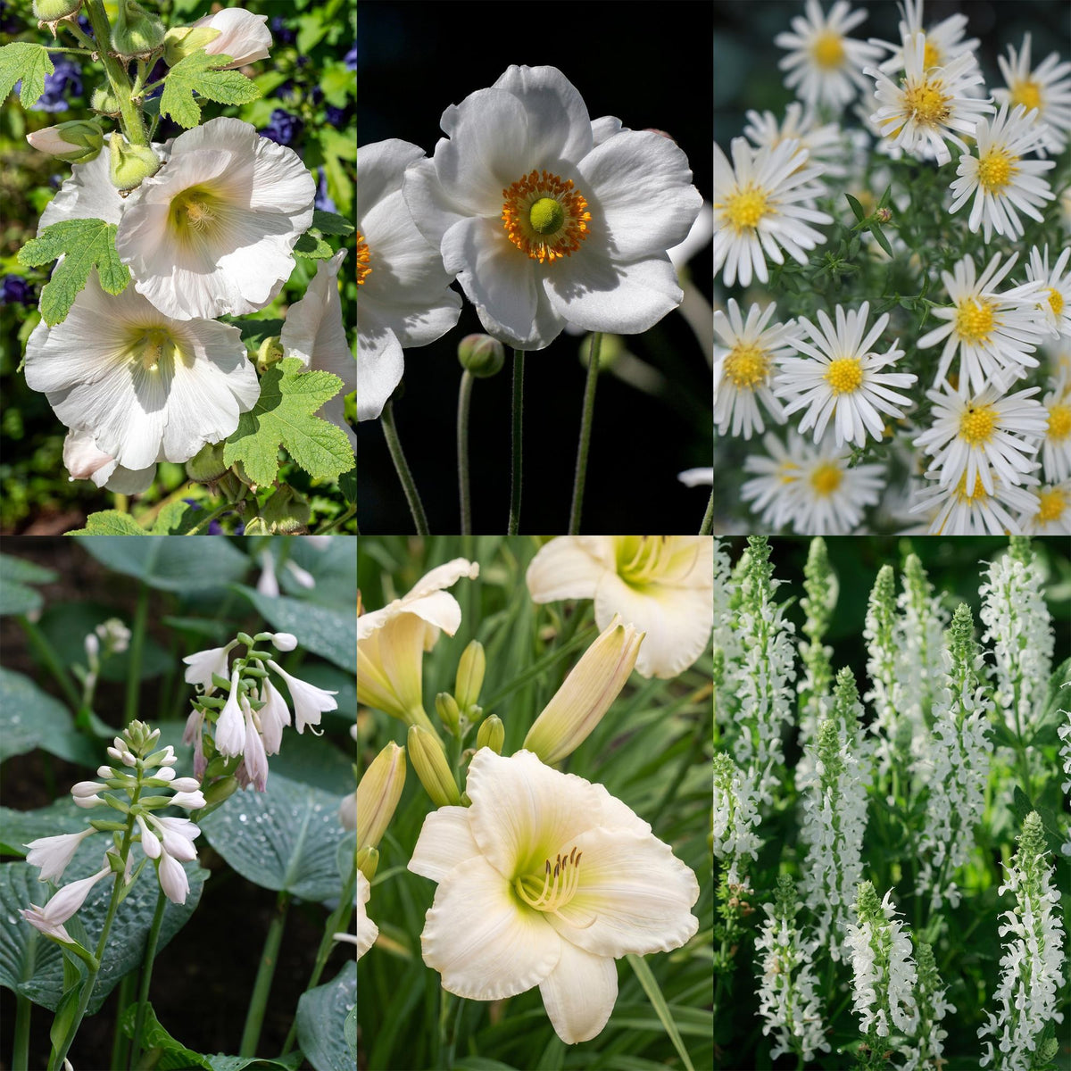 Borderpakket wit (24 vaste planten)