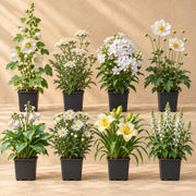 White Border Collection, 8 perennials for 1 m²