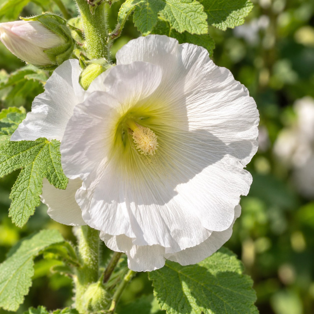 White Border Collection, 8 perennials for 1 m², close-up of the flowers