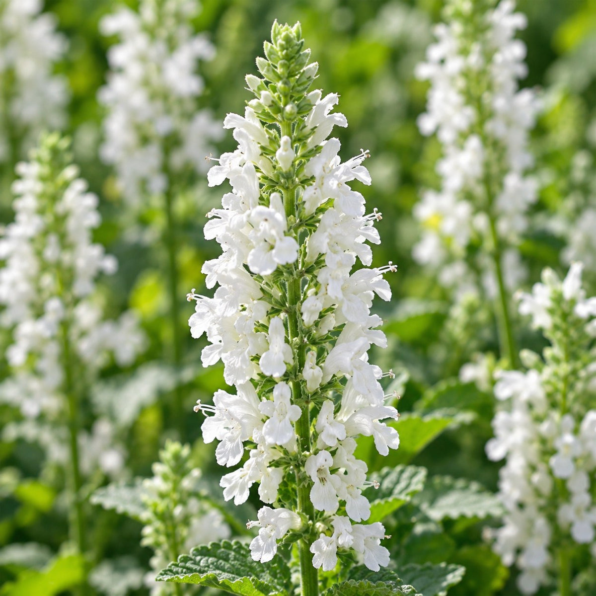 White Border Collection, 8 perennials for 1 m², close-up of the flowers
