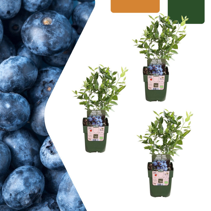 Bosbessenplant bio (Vaccinium corymbosum)