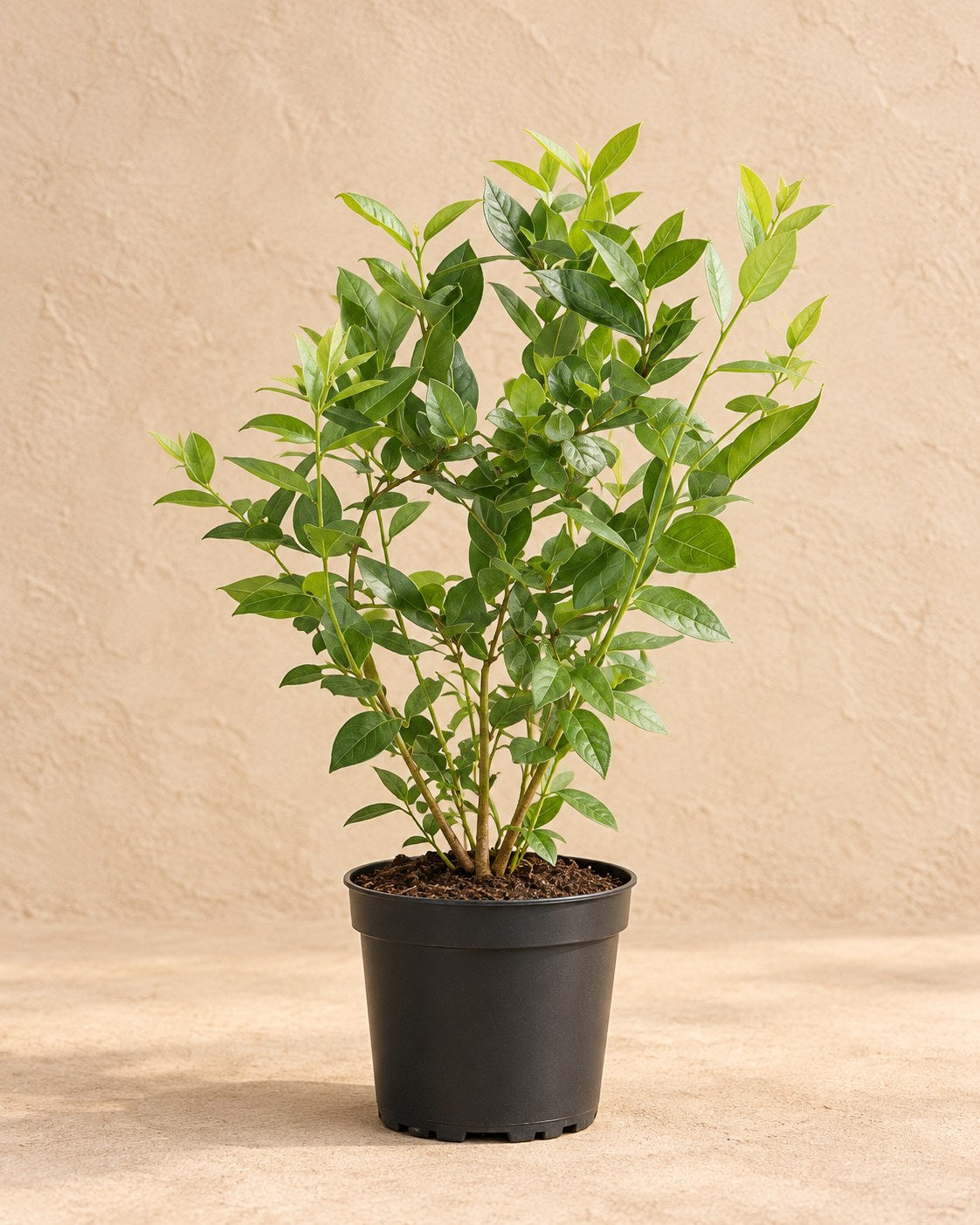Bosbessenplant bio in kweekpot